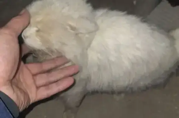 Найдена кошка, Томск, фото: Кошка найдена: ул. Беринга 2, Томск