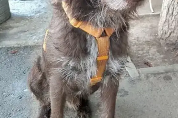 Найдена собака, Краснодар, фото: Найдена собака, Колхозная 77, Краснодар