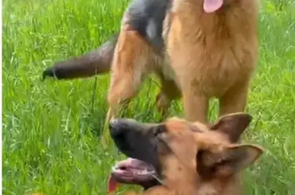 Собаки потеряшки, Дальняя, фото: Потеряшкаи овчарки, Дальняя, МО