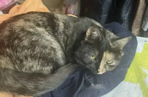 Пропала кошка, Октябрьская наб. 44, СПб