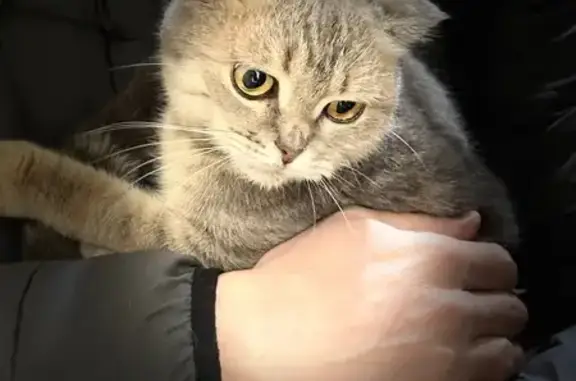 Найдена кошка, Казань, фото: Найдена шотландская кошка, Ямашева 31