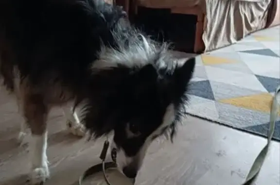 Найдена собака, Ульяновск, фото: Собака найдена: Кузоватовская 33, Ульяновск