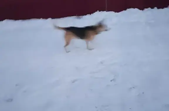 Найдена собака, Домодедово, фото: Собака найдена в СНТ, Домодедово