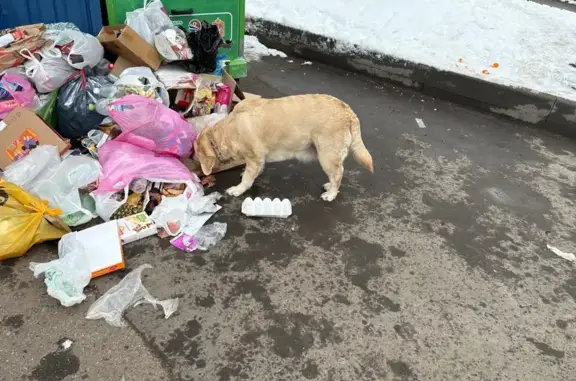 Найдена собака, Химки, фото: Собака найдена: Химки, Москвина 10