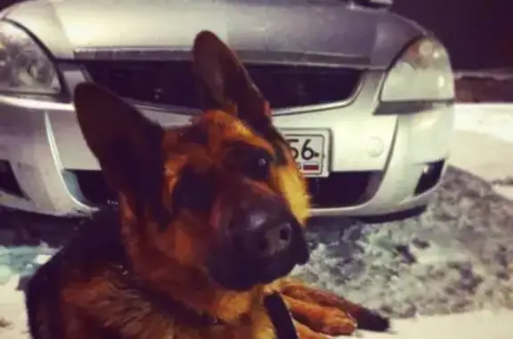 Пропала собака, ул. Котова, 25, Оренбург