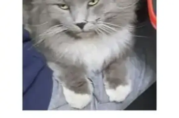 Пропала кошка на ул. Фрунзе, Краснодар