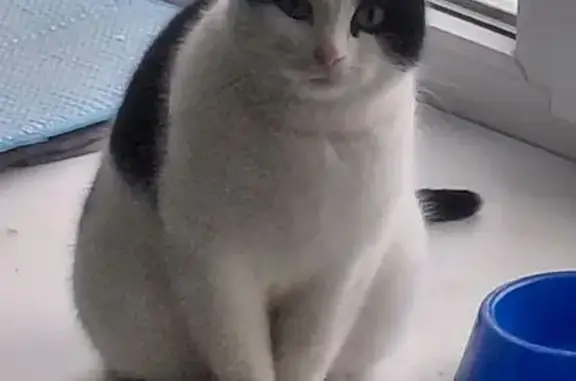 Найдена кошка, Ярославль, фото: Кошка найдена: Моск. пр., 163, Ярославль