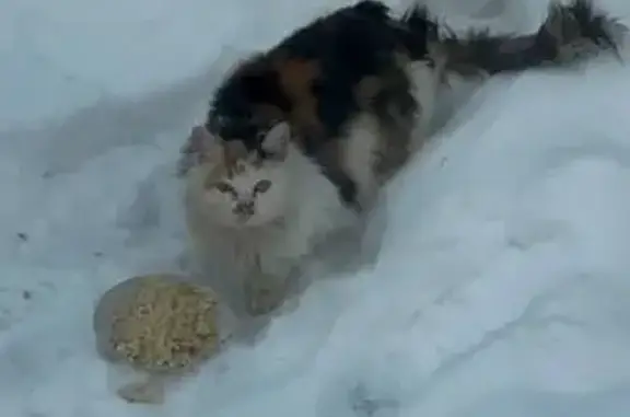 Найдена кошка, Курган, фото: Кошка найдена: Нагорная ул., Курган