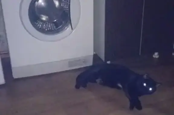 Пропала кошка, Щетинкина 9, Абакан