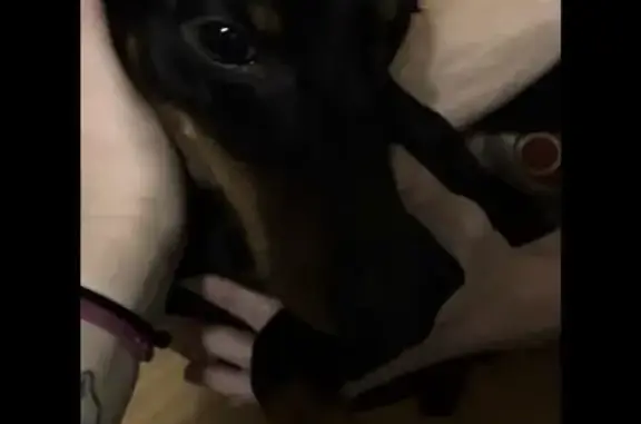 Найдена собака, Брянск, фото: Собака найдена: ул. 22-го Съезда КПСС, 45