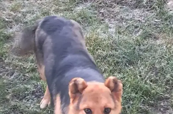 Найдена собака, Калининград, фото: Рыжая собака найдена, Калининград