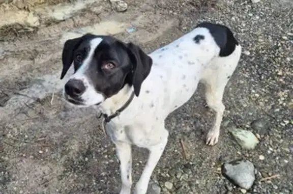 Найдена собака, Сочи, фото: Сочи: найдена собака, Виноградная 195/16