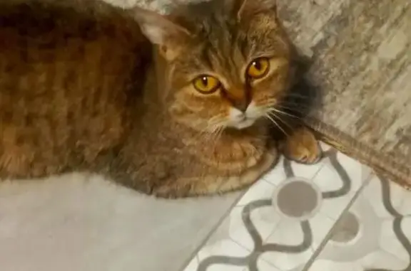 Найдена кошка, Екатеринбург, фото: Кошка найдена, Надеждинская ул., Екб