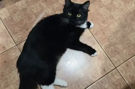 Пропала кошка, пр. Ленина 3, Кириши