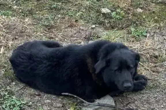 Найдена собака, Дорожный, фото: Собака найдена, Дорожный, Калининградская обл.