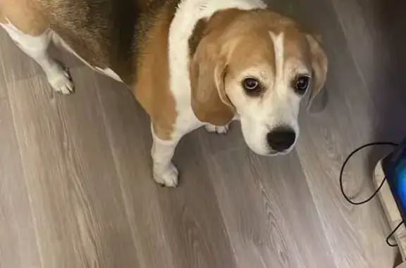 Пропала бигль Кора, Пуркаева 53А