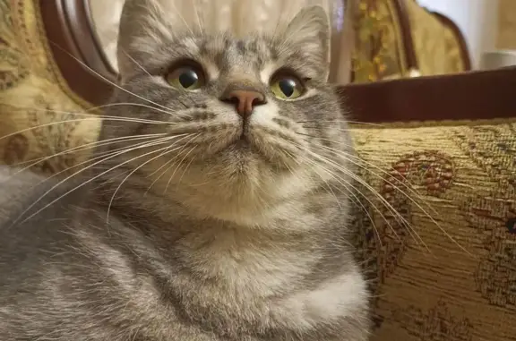 Найдена кошка, Волгоград, фото: Кошка найдена: Колосовая 18, Волгоград