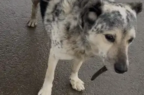 Найдена собака, Краснодар, фото: Найдена собака, Российская ул., Краснодар