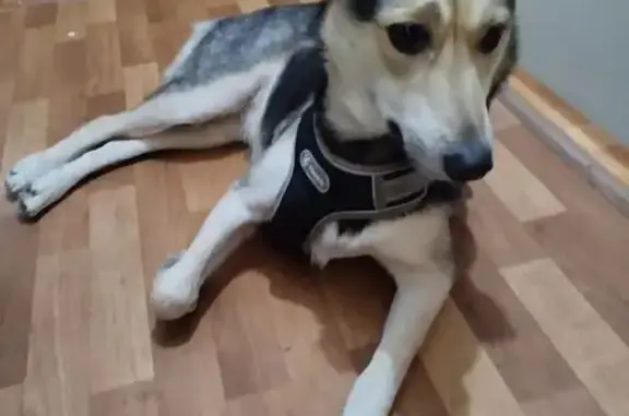 Найдена собака, Тула, фото: Овчароид найдена на ул. Кирова, 145А, Тула