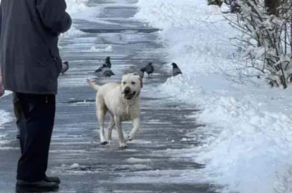 Найдена собака, Майкоп, фото: Собака найдена на Чкалова, Майкоп