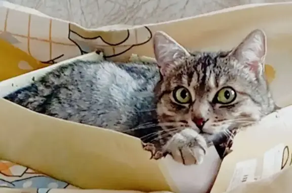 Пропала кошка, Сумская ул. 50Б, Курск