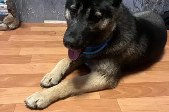 Найдена собака, Ростов-на-Дону, фото: Собака найдена на ул. Оганова, Ростов-на-Дону