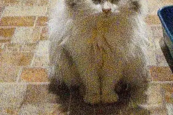 Найдена кошка, Манушкино, фото: Кошка найдена на Кукурузной, 93, Манушкино