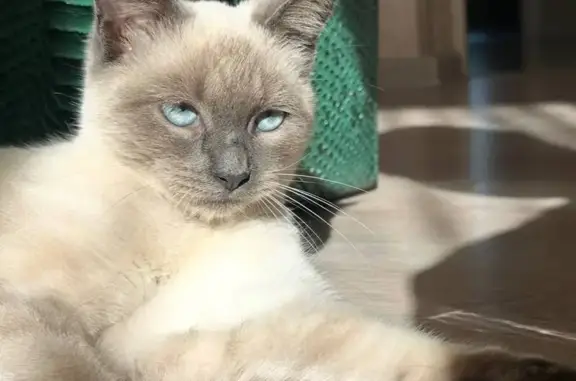 Пропала сиамская кошка, ул. Добровольского