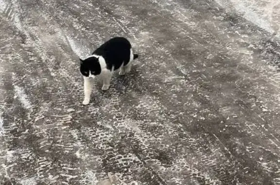 Найдена кошка, Москва, фото: Найдена кошка, Зелёный пр., 68 к1, Москва