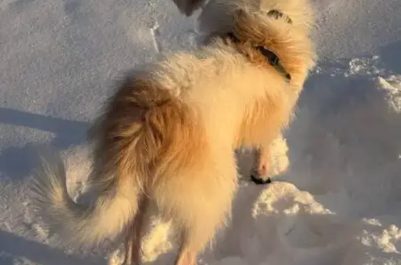 Пропала собака, проспект Мира, НЧ