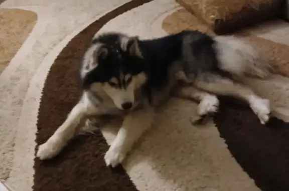 Найдена собака, Липецк, фото: Хаски найден на Ворошилова, 7, Липецк