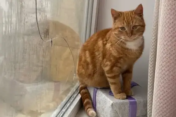 Пропала кошка, ул. Коллонтай 1/2, Темрюк