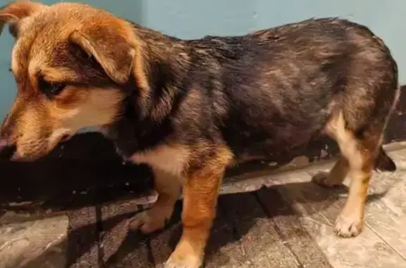 Найдена собака, Тольятти, фото: Щенок найден на Автостроителей, 12