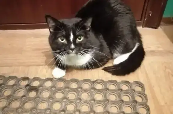 Найдена кошка, Новосибирск, фото: Кошка найдена у магазина, Декабристов 99