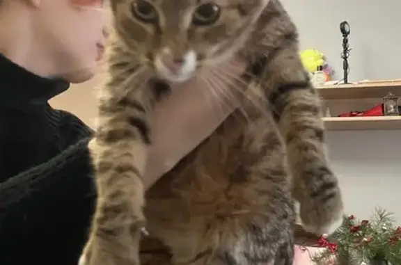 Найдена кошка, Казань, фото: Кошка найдена: ул. Лазарева, 2, Казань