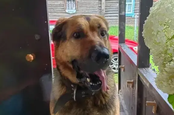 Пропала собака в Заячье-Холмском 78Н-0192