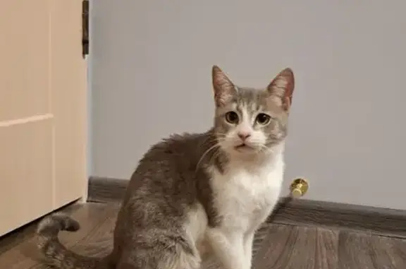 Найдена кошка, Волгоград, фото: Кошка Милка ищет дом, ул. Кирова, 136