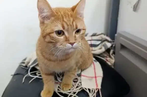 Найдена кошка, Репное, фото: Найден котик под капотом, Попутная ул.