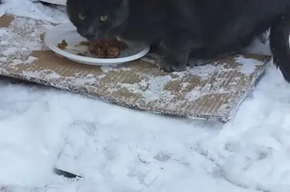 Найдена кошка, Чебоксары, фото: Кошка найдена: Ленинградская, 27, Чебоксары