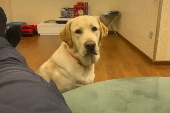 Пропала собака, Аллейная ул., Сочи