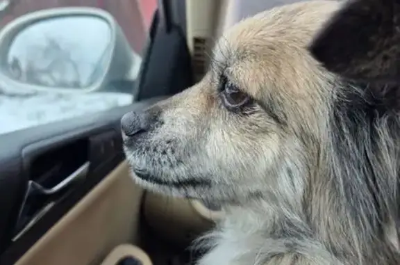 Найдена собака, Таганрог, фото: Собака найдена, пл. Мира 7, Таганрог