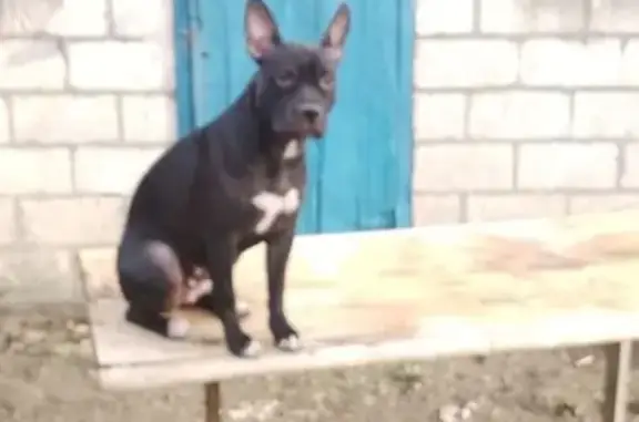 Пропала собака, Невинномысск, СК