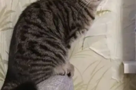 Пропала кошка, Чкаловский Спуск, Самара