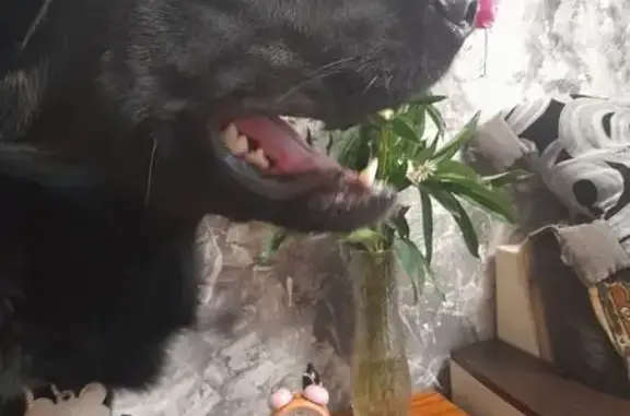 Объявления о пропавших и найденных животных, Комсомольск-на-Амуре, фото: Пропала собака, пр. Ленина, 13, Комсомольск