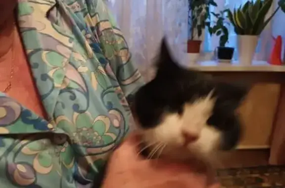 Найдена кошка, Омск, фото: Кошка найдена на Красном проспекте, Новосибирск