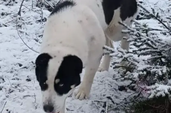 Пропала собака в Ботвинино, МО