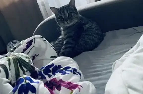 Пропала кошка, ул. Анохина, 94, Чита