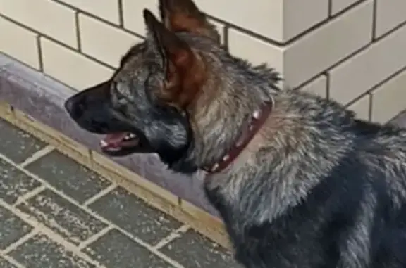 Найдена собака, Староживотинное, фото: Собака найдена, ул. Достоевского, Староживотинное