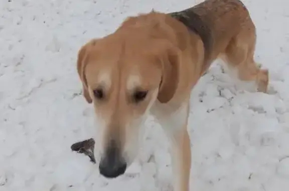 Объявления о пропавших и найденных животных, Кострома, фото: Собака найдена на ул. Костромской, Кострома