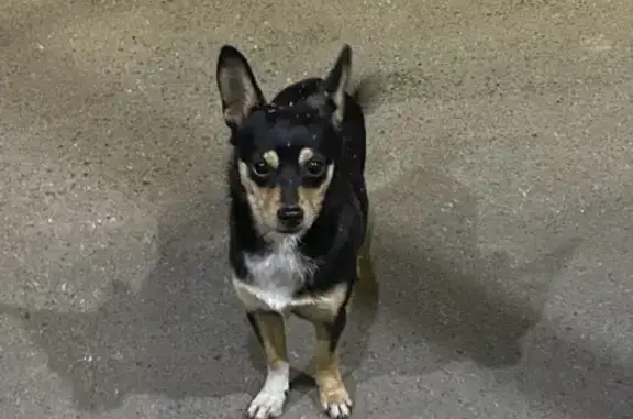 Найдена собака, Елизаветинская, фото: Найдена собака, Степная 30/1, Елизаветинская